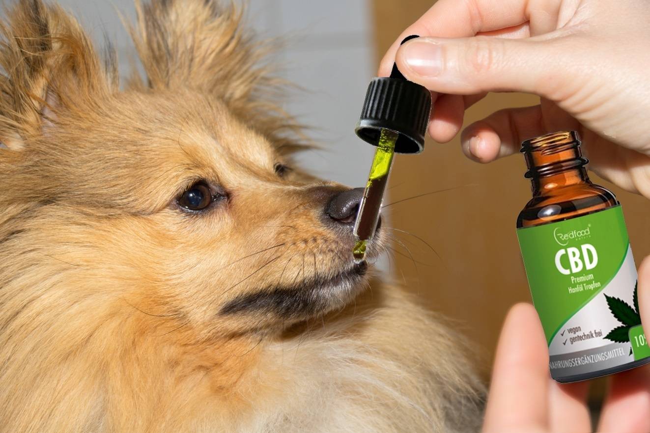 Cbd Öl Für Hunde Erfahrungen / CBD Öl für Hunde Erfahrung mit Tropfen