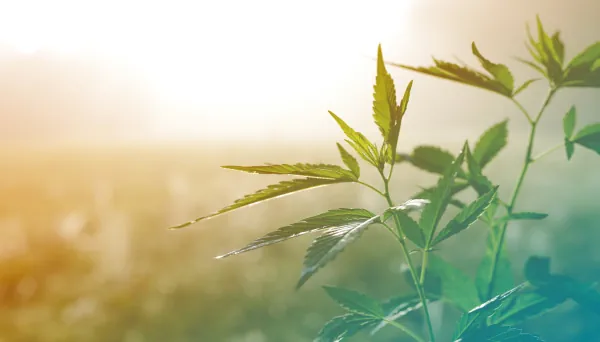 Hanffeld Cannabis PflanzeHanfpflanze Marihuana Gras, Weed, Pot, Ganja oder Mary Jane